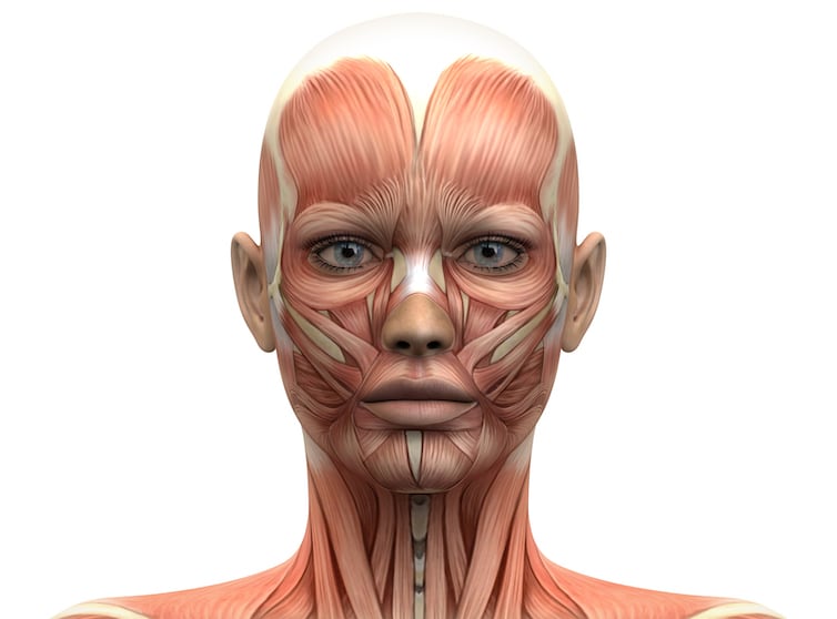 Anatomia twarzy w aspekcie medycyny estetycznej